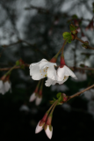 Prunus incisa 'Kojo-no-mai' RCP3-10 140.jpg